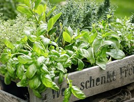 Herbs
Garden Design
Calimesa, CA