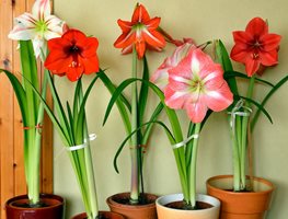 Holiday Plant Care
Garden Design
Calimesa, CA