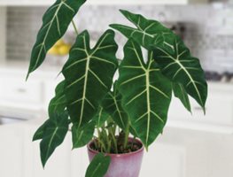 Houseplant Collection
Garden Design
Calimesa, CA
