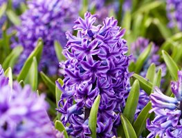 Hyacinthus Orientalis, Blue Jacket
Alamy Stock Photo
Brooklyn, NY