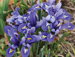 It’s Not Too Late To Plant Spring Blooming Bulbs
Garden Design
Calimesa, CA