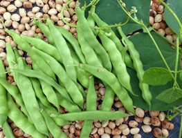 Italian Heirloom Pole Beans
Garden Design
Calimesa, CA