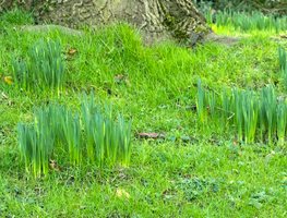 Keep Bulbs Fertilized & Consistently Watered
Garden Design
Calimesa, CA