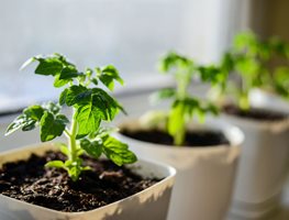 Keep Warm-Season Crops Growing Indoors
Garden Design
Calimesa, CA