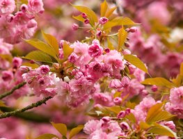 Kwanzan, Cherry Blossoms
Garden Design
Calimesa, CA