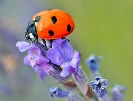 Lady Bug
Garden Design
Calimesa, CA