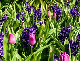 Leave Foliage On Spring-Blooming Bulbs
Garden Design
Calimesa, CA