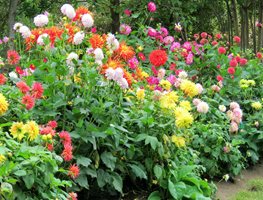 Leave Your Dahlia Tubers Alone
Garden Design
Calimesa, CA