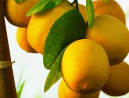 Lemons, Wilson Lemon
Garden Design
Calimesa, CA