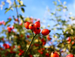 Let Roses Form Rose Hips
Garden Design
Calimesa, CA