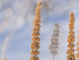 Let Summer Flowers Go To Seed
Garden Design
Calimesa, CA