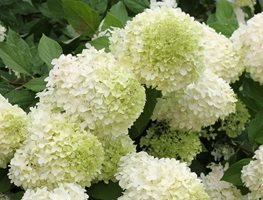 Limelight Hydrangea, Panicle Hydrangea, Paniculata, Green Flower
Proven Winners
Sycamore, IL