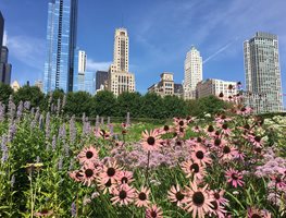 Lurie Garden, Chicago
Garden Design
Calimesa, CA