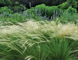 Mexican Feather Grass, Billowing Grasses
Ten Speed Press
Berkeley, CA
