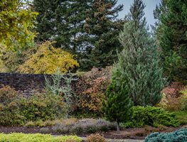 Move Your Living Christmas Tree Outdoors
Garden Design
Calimesa, CA