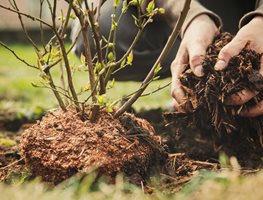 Mulch
Garden Design
Calimesa, CA