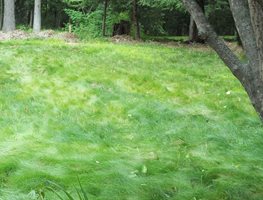 No Mow Lawn Grass
Garden Design
Calimesa, CA