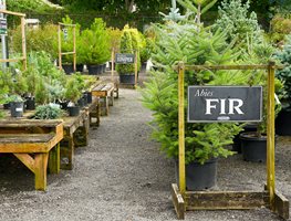 Nursery, Plants, Fir Trees
Garden Design
Calimesa, CA
