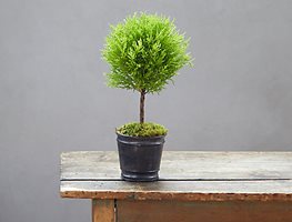 Order Amaryllis & Indoor Topiary
Garden Design
Calimesa, CA