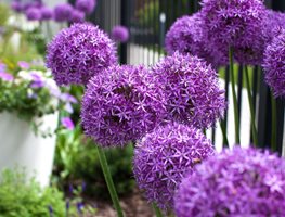 Order Bulbs
Garden Design
Calimesa, CA