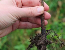 Order & Plant Bare-Root Fruit Trees
Garden Design
Calimesa, CA