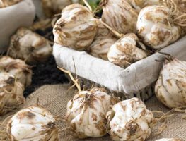 Order Spring-Planted Bulbs
Garden Design
Calimesa, CA