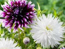 Order Spring-Planted Bulbs
Garden Design
Calimesa, CA