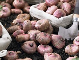 Order Your Summer Bulbs, Corms, & Tubers
Garden Design
Calimesa, CA