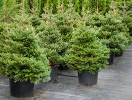 Pick & Preserve Your Christmas Tree
Garden Design
Calimesa, CA
