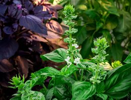 Pinch, Trim, And Deadhead
Garden Design
Calimesa, CA