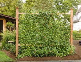 Plan To Garden Vertically
Garden Design
Calimesa, CA