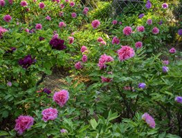 Plant And Divide Peonies
Garden Design
Calimesa, CA