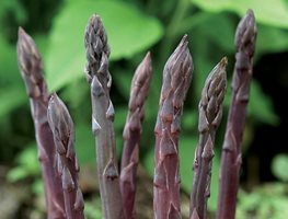 Plant Asparagus
Garden Design
Calimesa, CA