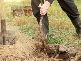 Plant Bare-Root Fruit Trees
Garden Design
Calimesa, CA