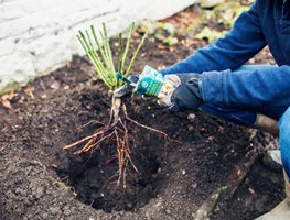 Plant Bare-Root Roses, Berries, And Grapes
Garden Design
Calimesa, CA