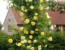 Plant Bare-Root Roses, Fruit Trees, And Berries
Garden Design
Calimesa, CA