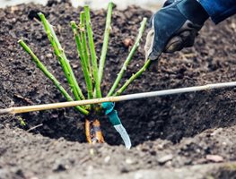 Plant Bare-Root Roses
Garden Design
Calimesa, CA