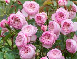 Plant Bare-Root Roses
Garden Design
Calimesa, CA