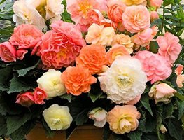 Plant Begonias Indoors
Garden Design
Calimesa, CA