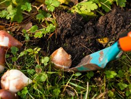 Plant Bulbs, Corms & Tubers
Garden Design
Calimesa, CA