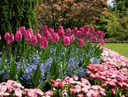 Plant Bulbs
Garden Design
Calimesa, CA