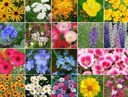 Plant California Wildflowers
Garden Design
Calimesa, CA