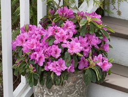 Plant Camellias & Azaleas
Garden Design
Calimesa, CA
