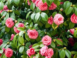 Plant Camellias
Garden Design
Calimesa, CA