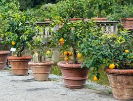 Plant Citrus In Pots
Garden Design
Calimesa, CA