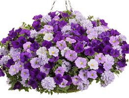 Plant Combinations
Garden Design
Calimesa, CA