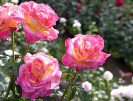 Plant Conifers Now And Into The Fall
Garden Design
Calimesa, CA