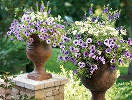 Plant Containers
Garden Design
Calimesa, CA