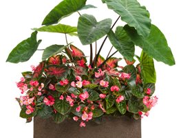 Plant Containers
Garden Design
Calimesa, CA