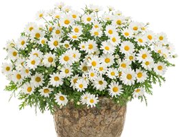 Plant Cool-Season Annuals For Color
Garden Design
Calimesa, CA